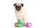 Dog pugdog isolated on white background dices toy pet