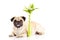 Dog pugdog isolated on white background vase with flowers spring season