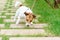 Dog pulling leash tries to eat something from ground