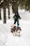 dog pulls a sled with equipment along a snowy path at winter forest. Blurred skier on background