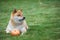 Dog with pumpkin