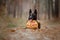 Dog with pumpkin in autumn. Halloween dog. Belgian Shepherds Malinois dog