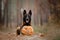 Dog with pumpkin in autumn. Halloween dog. Belgian Shepherds Malinois dog