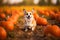 dog in pumpkin patch outdoor. Halloween concept. Generative AI illustration