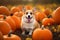 dog in pumpkin patch outdoor. Halloween concept. Generative AI illustration