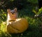 A dog with pumpkins. A chihuahua dog sits on the grass next to a large Thanksgiving pumpkin. Autumn season. Halloween