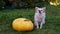 A dog with pumpkins. A chihuahua dog sits on the grass next to a large Thanksgiving pumpkin. Autumn season. Halloween