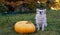 A dog with pumpkins. A chihuahua dog sits on the grass next to a large Thanksgiving pumpkin. Autumn season. Halloween