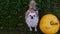 A dog with pumpkins. A chihuahua dog sits on the grass next to a large Thanksgiving pumpkin. Autumn season. Halloween