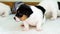 Dog puppies, born four week ago. Purebred Jack Russell terrier.