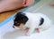 Dog puppies, born four week ago. Purebred Jack Russell terrier.