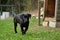 Dog puppies on the meadow