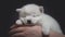 Dog puppy Adoption, Adopt dog from rescues and shelters. Rehome a Dog. Cute little stray homeless white puppy in new owner hand