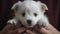 Dog puppy Adoption, Adopt dog from rescues and shelters. Rehome a Dog. Cute little stray homeless white puppy in new owner hand