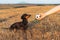 Dog puppy, breed dachshund black tan, looks at the host`s hand with the ball in anticipation of the game. Dog playing in the gam