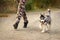 Dog puppy of breed Siberian Husky runs alongside his master owner along the avenue in the autumn park. Dog training and agilit