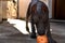 Dog puppy of the breed Xoloitzcuintle, playing with an orange ball toy