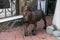 Dog puppy of the breed Xoloitzcuintle, playing and walking in the courtyard of his house