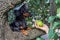 A dog puppy in a cap, breed dachshund black tan, in a vegetable garden looks at a hand with pears