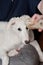 A dog or puppy chewing on a bone and playing with a bone. Playful and cute white borzoi Russian greyhound sitting or lying