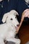 A dog puppy chewing bone. White playfull and cute borzoi russian greyhound