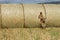 Dog puppy cocker spaniel jumping from wheat ball