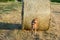 Dog puppy cocker spaniel jumping from wheat ball