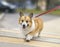 dog puppy corgi on a strapped leash safely crosses the road on a pedestrian on a city street