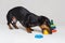 Dog puppy dachshund, black and tan, playing pyramid toy, isolated on gray background