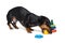 Dog puppy dachshund, black and tan, playing pyramid toy,  on white background