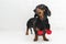 A dog puppy of the dachshund breed, black and tan, in a black scarf with red Christmas pom-pomson against a white brick wall bac