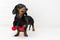 A dog puppy of the dachshund breed, black and tan, in a black scarf with red Christmas pom-pomson against a white brick wall bac