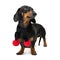 A dog puppy of the dachshund breed, black and tan, in a black scarf with red Christmas pom-pomson isolated on white background