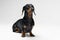 A dog puppy of the dachshund male breed, black and tan on a gray background