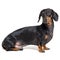 A dog puppy of the dachshund male breed, black and tan on isolated on white background