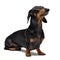 A dog puppy of the dachshund male breed, black and tan on isolated on white background