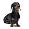 A dog puppy of the dachshund male breed, black and tan on isolated on white background