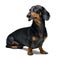 A dog puppy of the dachshund male breed, black and tan on isolated on white background