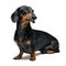 A dog puppy of the dachshund male breed, black and tan on isolated on white background