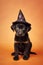 Dog puppy with Halloween witch costume hat on orange ackground