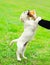 Dog puppy Labrador Retriever playing with owner and ball