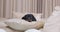 Dog puppy lies soft pillows bed, jumps playfully. Pet in cozy bedroom interior