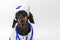 Dog puppy in nurse costume, medical cap image of caring animal veterinary clinic