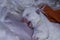 Dog puppy nursing - two days old west highland white terrier