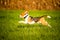 Dog, pure breed beagle jumping and running like crazy through morning dew in autumnal sunlight. Canine fast action shoot, run