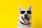 dog purebred cute  sunglasses portrait background smile funny pet animal. Generative AI.