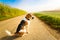 Dog purebreed beagle outdoors in nature on a rural asphalt road to forest between fields. Sunny colorful day countryside sunrise