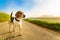 Dog purebreed beagle outdoors in nature on a rural asphalt road to forest between fields. Sunny colorful day countryside sunrise