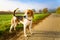 Dog purebreed beagle outdoors in nature on a rural asphalt road to forest between fields. Sunny colorful day countryside sunrise