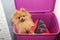 Dog in a purple laundry basket. Pomeranian dog in a basket on white background. Isolated dog and laundry basket